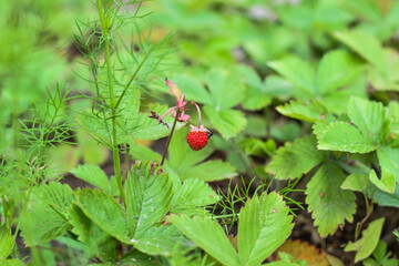 Macro Shot of Fresh Strawberries on a Sunny Summer Day