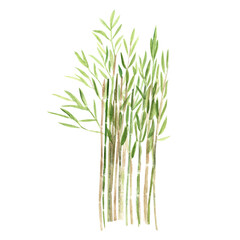  Bamboo, green plant watercolor illustration isolated on white. Hand drawn high quality clip art perfect as a design element for landscapes, cards, posters, garden decor, blog post. Asia, China nature