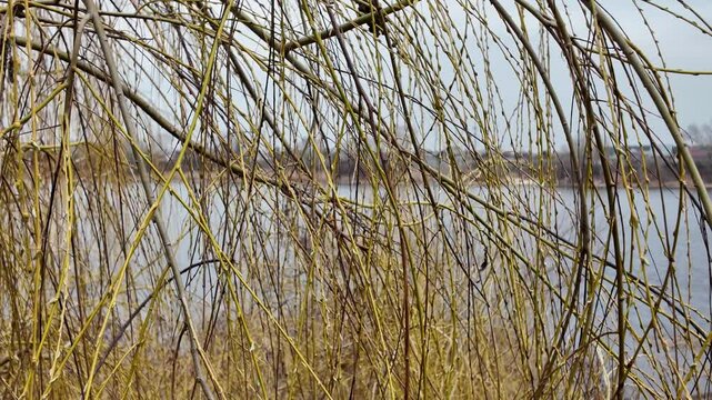 Salix L, Salix caprea L, long hanging tree branches, willow branches, yellow tree bark, first buds and leaves on branches, trees in early spring