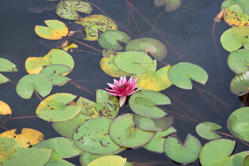 Blooming Pink and Yellow Water Lilies on a Pond in Summe