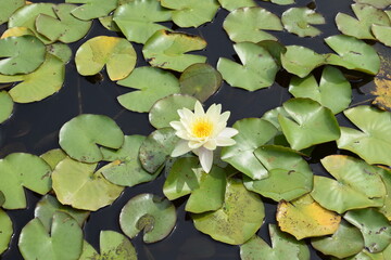 Blooming Pink and Yellow Water Lilies on a Pond in Summe