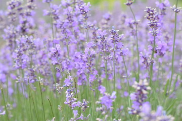 Fototapeta premium Macro Shot of Lavender Field with Bees and Bumblebees Pollinating