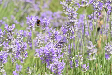 Naklejka premium Macro Shot of Lavender Field with Bees and Bumblebees Pollinating