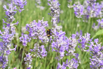 Macro Shot of Lavender Field with Bees and Bumblebees Pollinating