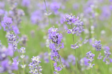 Macro Shot of Lavender Field with Bees and Bumblebees Pollinating