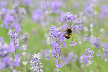 Macro Shot of Lavender Field with Bees and Bumblebees Pollinating
