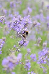 Macro Shot of Lavender Field with Bees and Bumblebees Pollinating