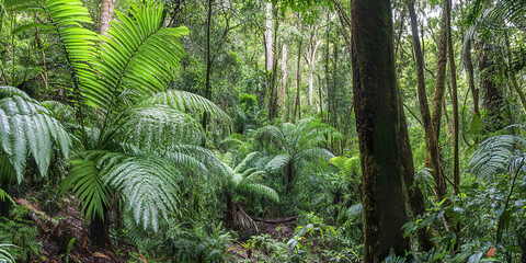 Lush green vegetation in Australian rainforest with tall trees