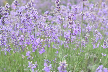 Fototapeta premium Macro Shot of Lavender Field with Bees and Bumblebees Pollinating