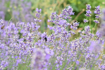 Macro Shot of Lavender Field with Bees and Bumblebees Pollinating
