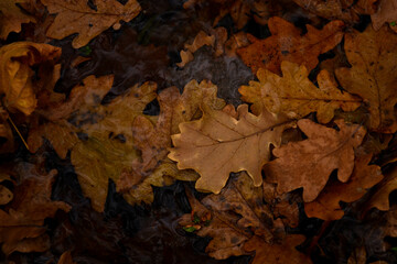 Autumn leaves background 