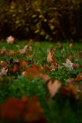 autumn leaves on the ground