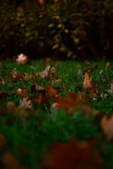 Oak leaves on the grass 