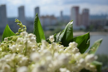 Spring Bouquet of Lilies of the Valley and Pink Flowers by the Window
