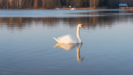 A serene scene of a swan gliding on a tranquil lake at sunset in early spring, with a beautiful backdrop perfect for adding your own text or message.
