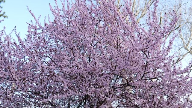 Blooming tree