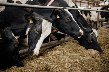 Dairy Cows Feeding on Fresh Fodder in the Barn