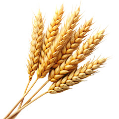 Wheat isolated on transparent background 