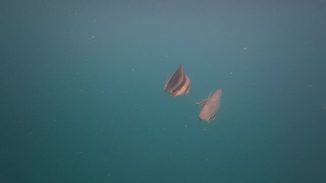 Slow motion underwater shot of platax fish in indian ocean