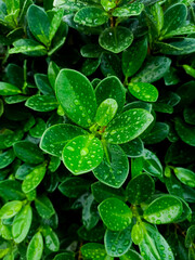 Drops of water on leaves after rain