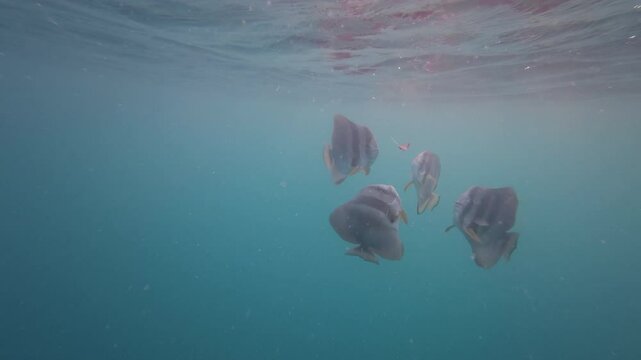 Slow motion underwater shot of platax fish in indian ocean
