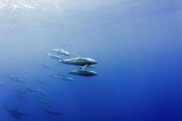 Pod of Bottlenose Dolphins (Tursiops truncatus) under water in the blue. Wolf Island, Galapagos