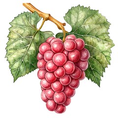 Fototapeta premium Watercolor Painting of a Bunch of Red Grapes with Green Leaves. A detailed illustration perfect for wine labels, food blogs, or culinary publications.