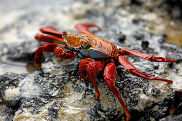 Red Rock Crab (Grapsus grapsus, aka Sally Lightfoot Crab). Garrapatero Beach, Santa Cruz, Galapagos