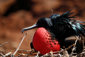 Male Magnificent Frigatebird (Fregata magnificens) with Inflated Gular Sac, in Nest. North Seymour Island, Galapagos