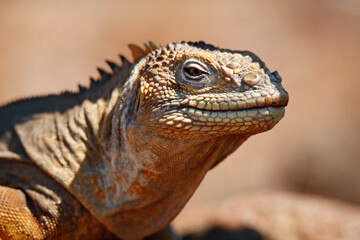 Close-up of a Galápagos Land Iguana (Conolophus subcristatus). North Seymour Island, Galapagos