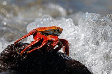 Red Rock Crab (Grapsus grapsus, aka Sally Lightfoot Crab) on Black Rock, facing water splashing up. Mosquera Island, Galapagos