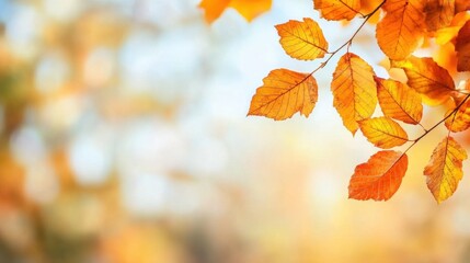 Fototapeta premium Bright orange leaves shimmer in the sunlight, showcasing the beauty of autumn in a peaceful forest setting