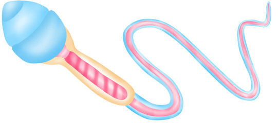 Human Sperm Anatomy