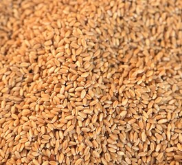 wheat grains background