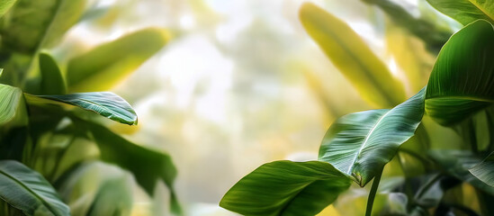 Fototapeta premium small banana leaf distinctive banana plant tiny banana in a tropical garden. with copy space image. Place for adding text or design