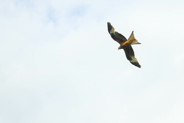 bird in flight