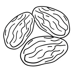 Hand drawn vector illustration of garlic and walnut representing brain health and intelligence coloring pages.