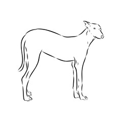 Detailed sketch of a standing Borzoi dog. Africanis dog, vector sketch