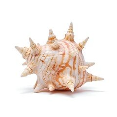 Obraz premium sea shell isolated on white background