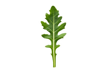 Rocket Arugula Leaf on White - Nutrient-Rich Green, Fresh Herb, Healthy Eating, Cut Out