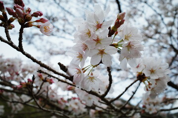 桜の花