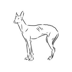 Detailed sketch of a standing Borzoi dog. Africanis dog, vector sketch