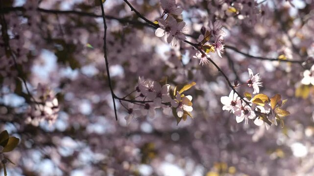 Blooming tree