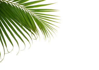 Palm leaves isolated on white background, file png