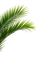 Obraz premium Palm leaves isolated on white background, file png