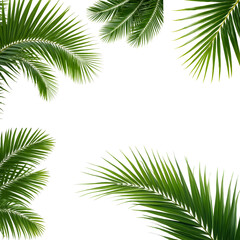 Set Palm leaves isolated on white background, file png