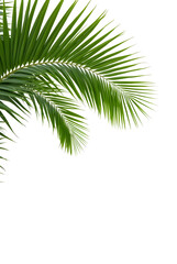 Fototapeta premium Palm leaves isolated on white background, file png