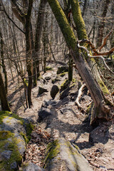 wild forest in the Czech Republic with stones, fallen trees, in spring, Bobi Lom Mountain