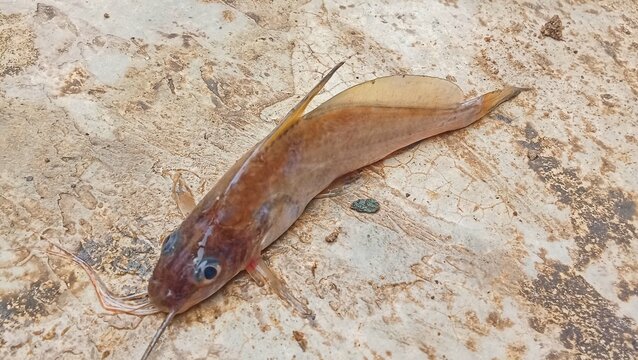 The kating fish is a freshwater fish