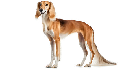 Saluki - A tall, elegant dog with a silky coat, on a white background